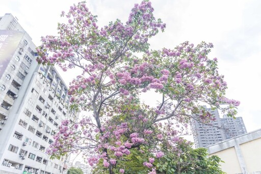 台中市區最大棵！超療癒「粉紅花椰菜」洋紅風鈴木開花了！