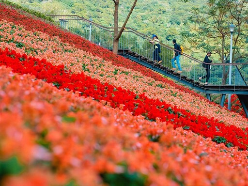 繽紛彩色浪花來襲！「2025三層崎花海」體驗春日浪漫之旅！