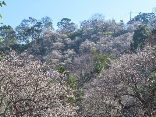 梅花季開跑！南投賞梅勝地花況絕佳 夢幻花海化身銀白仙境！