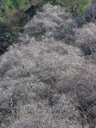 梅花季開跑！南投賞梅勝地花況絕佳 夢幻花海化身銀白仙境！