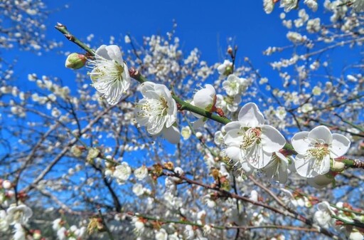 梅花季開跑！南投賞梅勝地花況絕佳 夢幻花海化身銀白仙境！