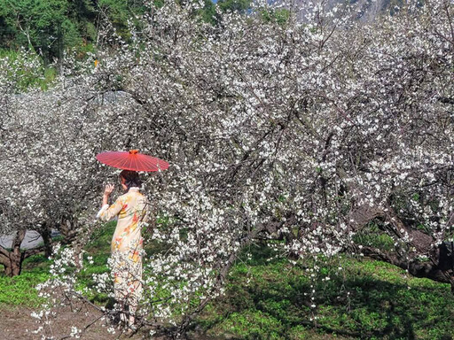 南投信義雪色花海盛開中！冬日限定土場梅園絕景邀您共賞！