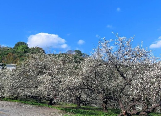 南投信義雪色花海盛開中！冬日限定土場梅園絕景邀您共賞！