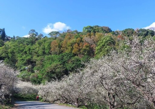 南投信義雪色花海盛開中！冬日限定土場梅園絕景邀您共賞！