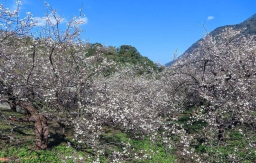 南投信義雪色花海盛開中！冬日限定土場梅園絕景邀您共賞！