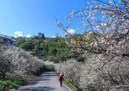 南投信義雪色花海盛開中！冬日限定土場梅園絕景邀您共賞！