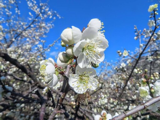 南投信義雪色花海盛開中！冬日限定土場梅園絕景邀您共賞！