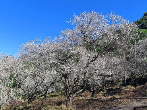 南投中寮梅花仙境盛開如雪！宛如徜徉在銀白梅花海中！