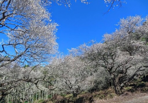 南投中寮梅花仙境盛開如雪！宛如徜徉在銀白梅花海中！