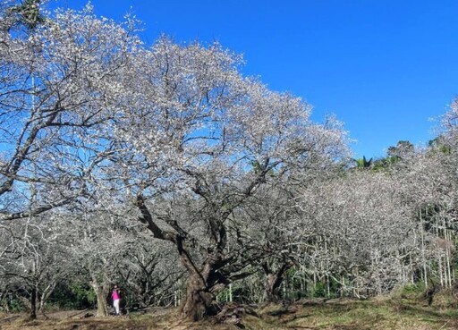 南投中寮梅花仙境盛開如雪！宛如徜徉在銀白梅花海中！