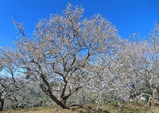 南投中寮梅花仙境盛開如雪！宛如徜徉在銀白梅花海中！