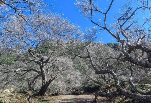 南投中寮梅花仙境盛開如雪！宛如徜徉在銀白梅花海中！