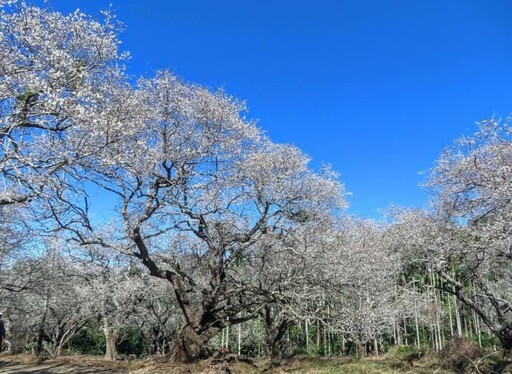 南投中寮梅花仙境盛開如雪！宛如徜徉在銀白梅花海中！