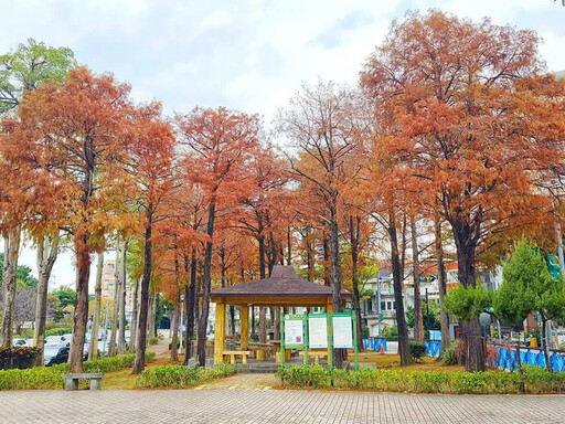 台北隱藏版秋景！金黃與火紅交織 至誠公園落羽松最美之期！