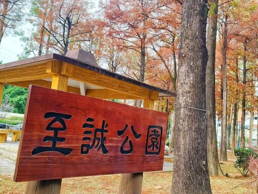 台北隱藏版秋景！金黃與火紅交織 至誠公園落羽松最美之期！