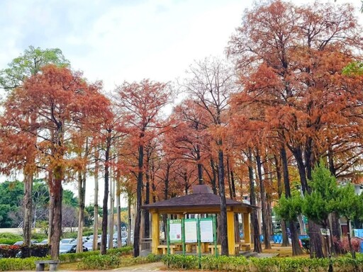 台北隱藏版秋景！金黃與火紅交織 至誠公園落羽松最美之期！