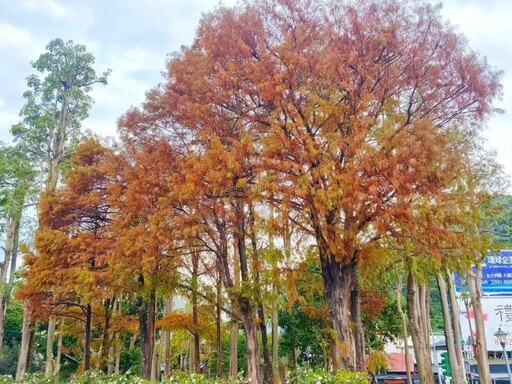 台北隱藏版秋景！金黃與火紅交織 至誠公園落羽松最美之期！