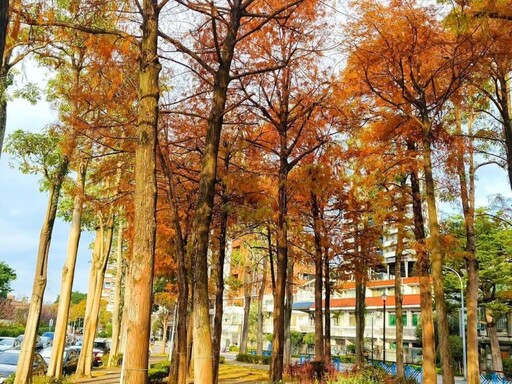 台北隱藏版秋景！金黃與火紅交織 至誠公園落羽松最美之期！