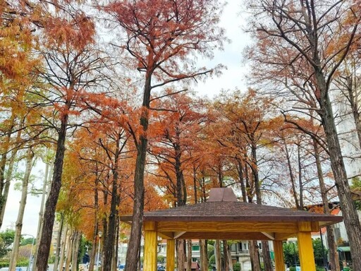 台北隱藏版秋景！金黃與火紅交織 至誠公園落羽松最美之期！