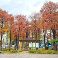 台北隱藏版秋景！金黃與火紅交織 至誠公園落羽松最美之期！