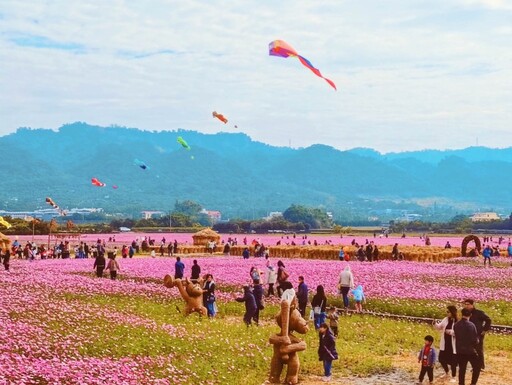 2025彰化賞花趣！最新洋紅風鈴木x浪漫波斯菊花海全都收！