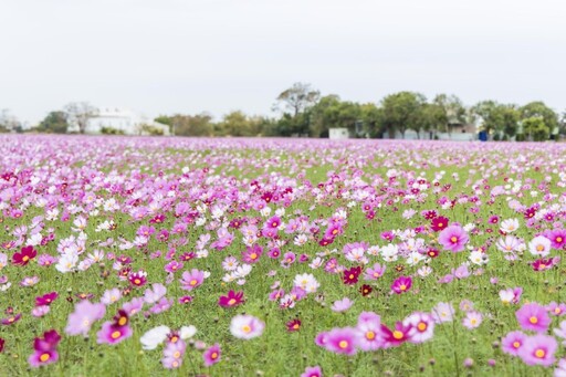 2025彰化賞花趣！最新洋紅風鈴木x浪漫波斯菊花海全都收！