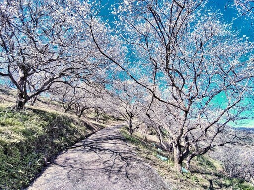 南投梅花仙境盛開中！唯美花海純白浪漫 滿山梅花美到窒息！