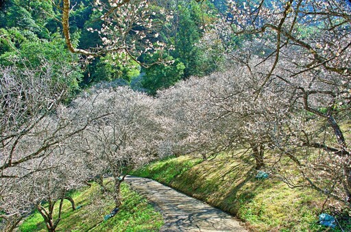 南投梅花仙境盛開中！唯美花海純白浪漫 滿山梅花美到窒息！