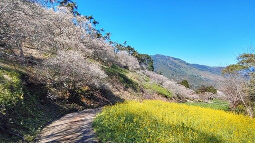 南投梅花仙境盛開中！唯美花海純白浪漫 滿山梅花美到窒息！