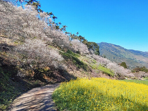 新年賞梅來南投！6大必訪雪白花海秘境 打卡美照拍不停！