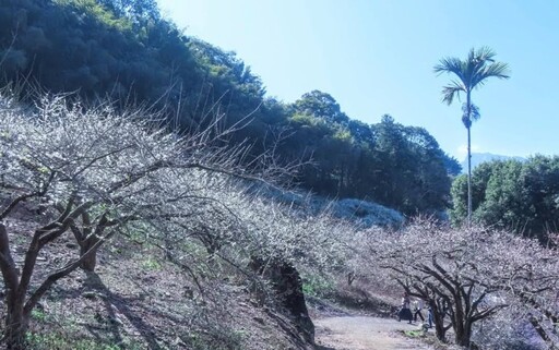 新年賞梅來南投！6大必訪雪白花海秘境 打卡美照拍不停！