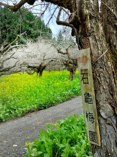 新年賞梅來南投！6大必訪雪白花海秘境 打卡美照拍不停！