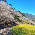 新年賞梅來南投！6大必訪雪白花海秘境 打卡美照拍不停！