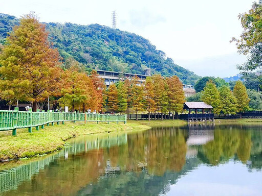 台北市區秘境！故宮旁鏡面落羽松 彷彿走進迷你版雲山水！