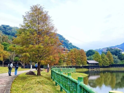 台北市區秘境！故宮旁鏡面落羽松 彷彿走進迷你版雲山水！