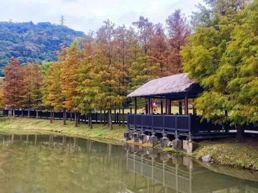 台北市區秘境！故宮旁鏡面落羽松 彷彿走進迷你版雲山水！