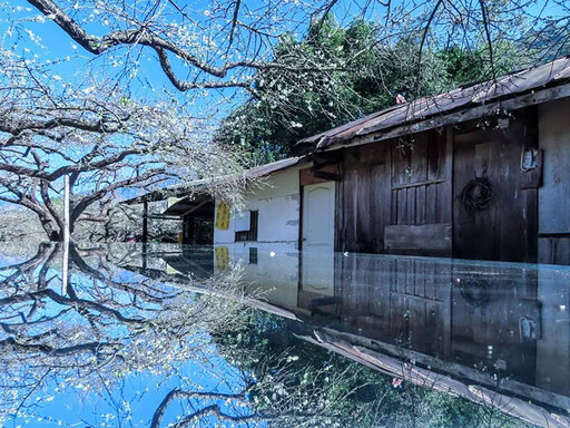 南投外坪頂秘境梅園！古厝x梅花海 詩意風光冬日必訪！