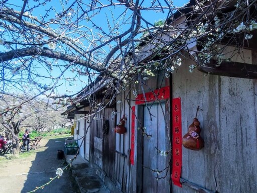 南投外坪頂秘境梅園！古厝x梅花海 詩意風光冬日必訪！