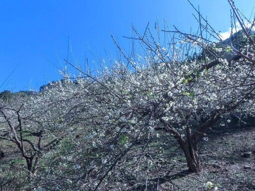 南投外坪頂秘境梅園！古厝x梅花海 詩意風光冬日必訪！