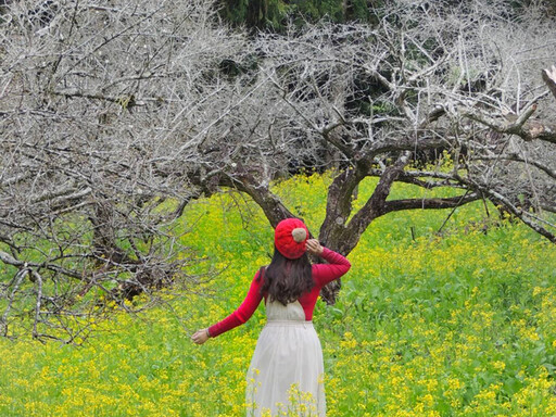 南投高海拔夢幻花海！高山梅花雪海x金黃油菜花海 仙氣滿滿！