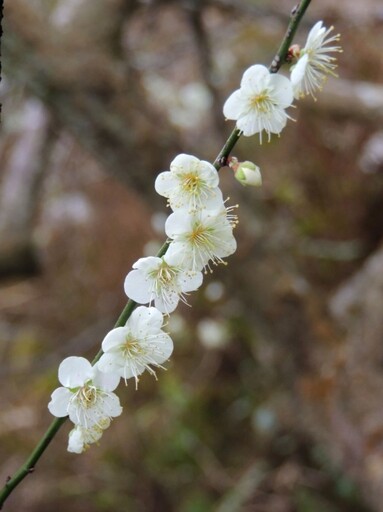 南投高海拔夢幻花海！高山梅花雪海x金黃油菜花海 仙氣滿滿！