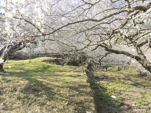 不用跑南投！台中新社「梅花森林」花海美景 彷彿置身雪國！