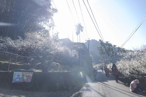 不用跑南投！台中新社「梅花森林」花海美景 彷彿置身雪國！