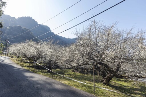 不用跑南投！台中新社「梅花森林」花海美景 彷彿置身雪國！