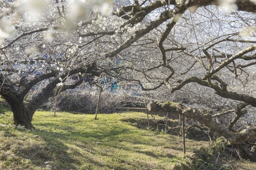 不用跑南投！台中新社「梅花森林」花海美景 彷彿置身雪國！