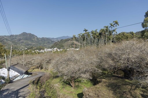 不用跑南投！台中新社「梅花森林」花海美景 彷彿置身雪國！