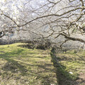 不用跑南投！台中新社「梅花森林」花海美景 彷彿置身雪國！