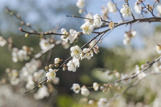 梅花隧道夢幻盛開！新社白色花海絕美登場 百萬花瓣美如畫！