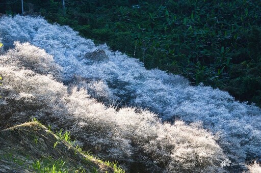 苗栗最浪漫冬日仙境！百棵梅花盛開美如畫 雪白美景超熱門