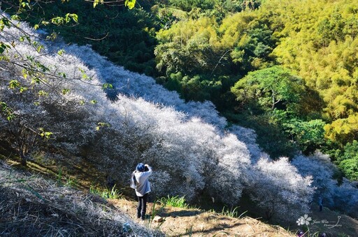 苗栗最浪漫冬日仙境！百棵梅花盛開美如畫 雪白美景超熱門